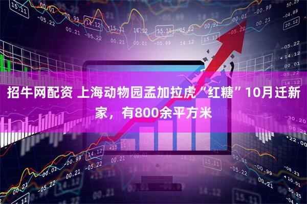 招牛网配资 上海动物园孟加拉虎“红糖”10月迁新家，有800余平方米