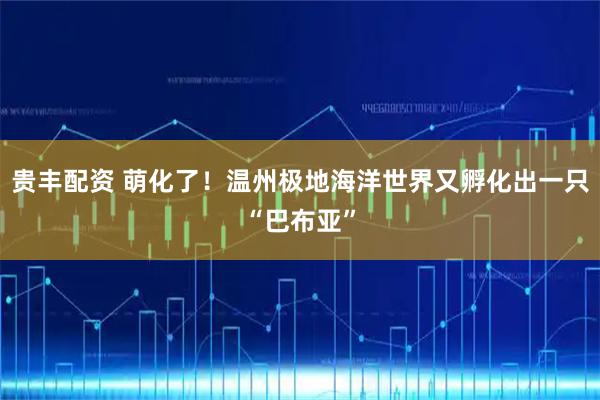 贵丰配资 萌化了!温州极地海洋世界又孵化出一只“巴布亚”